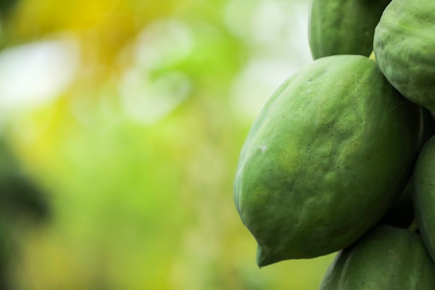 Frutos de papaya en el campo en la naturaleza.