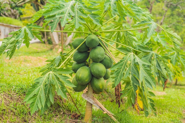 Frutos de papaya verde que crecen en el árbol de papaya