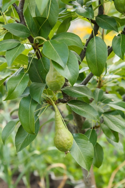 Frutos de peras inmaduras en la rama de árbol con hojas.