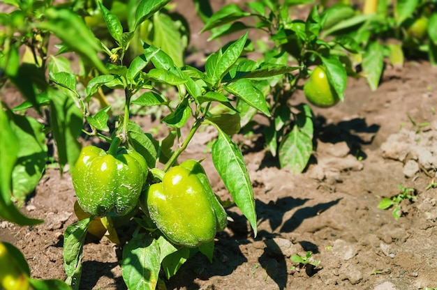 Los frutos de pimienta maduran en el enfoque selectivo del arbusto