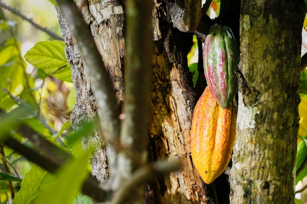 Frutos de la planta de cacao en cultivo tradicional