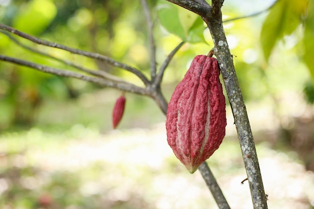 Frutos de la planta de cacao en cultivo tradicional
