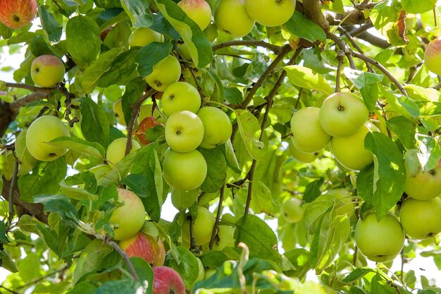 Frutos que crescem na árvore