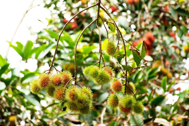 Frutos de rambutanes en la rama de un árbol al aire libre del jardín de la huerta en Rayong Tailandia