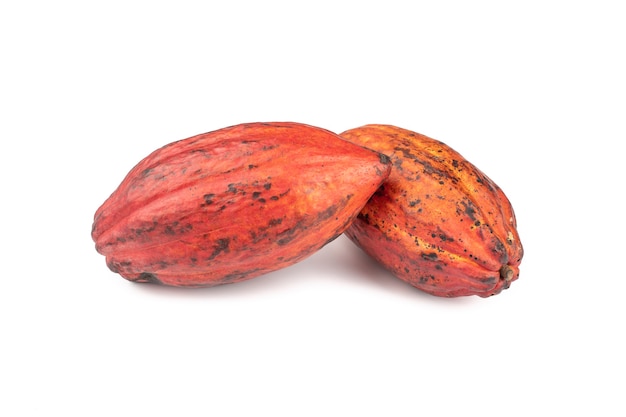 Frutos rojos del cacao aislados sobre la superficie blanca.