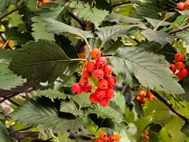 Foto frutos rojos del crataegus o del espino blanco planta medicinal