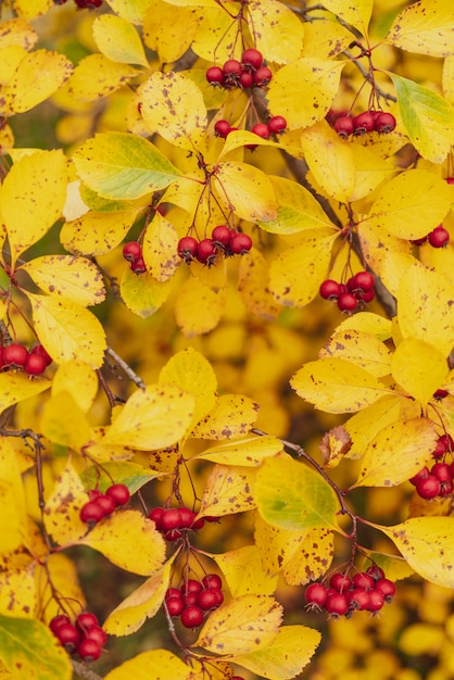 Foto frutos rojos de espino. hojas amarillas