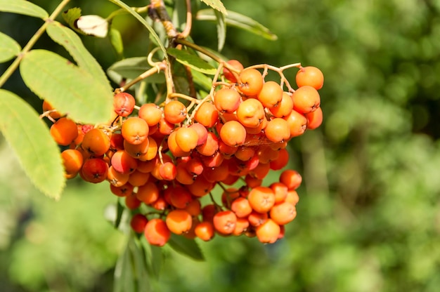 Frutos rojos de fresno de montaña en un árbol Cerrar