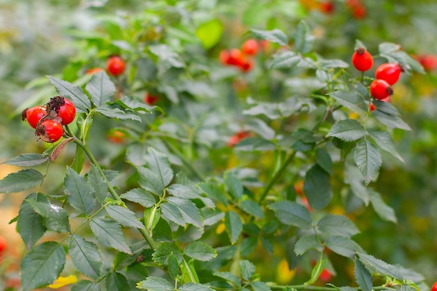 Frutos rojos de rosa mosqueta en otoño