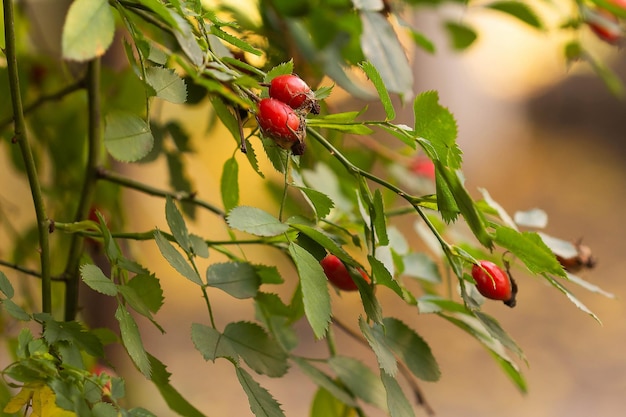 Frutos rojos de rosa mosqueta en otoño