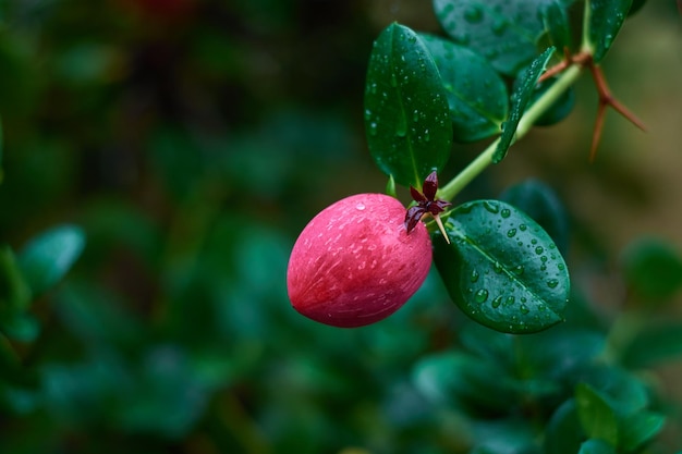 Frutos rojos del valle con gotas de rocío