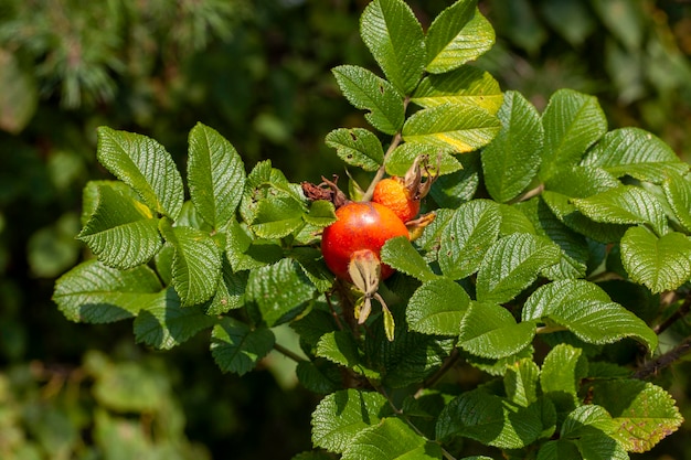 Frutos de rosa mosqueta después de la floración del arbusto.