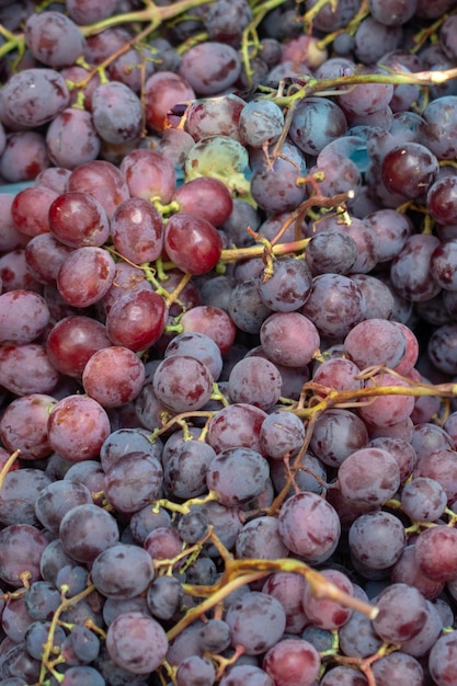 Frutos saudáveis Fundo azul escuro vermelho das uvas para vinho