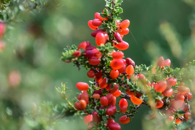 Frutos silvestres vermelhos pequenos na floresta de Pampas Patagônia Argentina