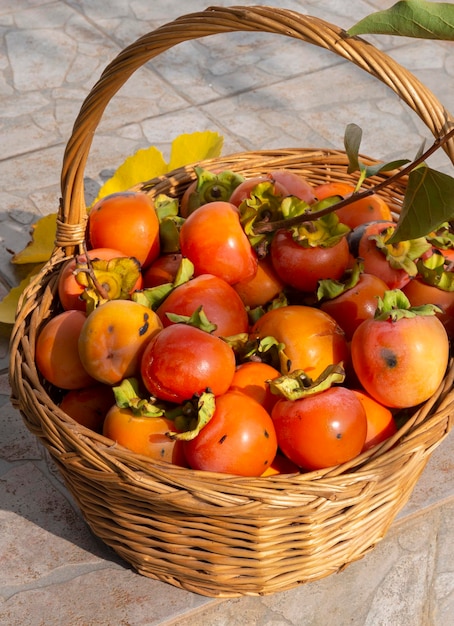 Frutos suculentos de caqui laranja maduro Diospyros em uma cesta de vime ao sol em uma vila na Grécia