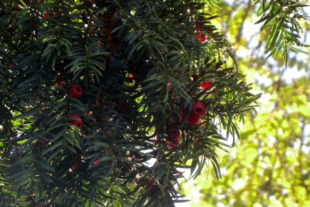 frutos del tejo