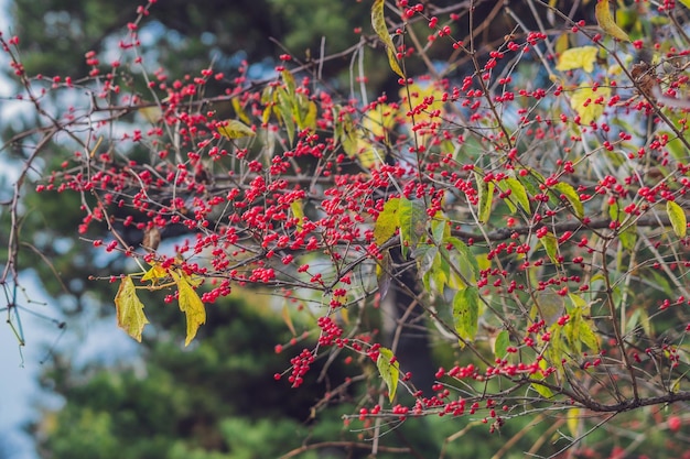 Frutos venenosos de la madreselva de mosca, Lonicera xylosteum