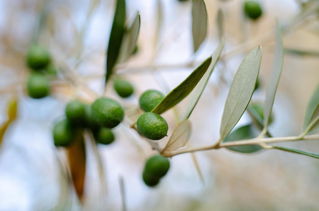 Frutos verde-oliva crescendo na oliveira