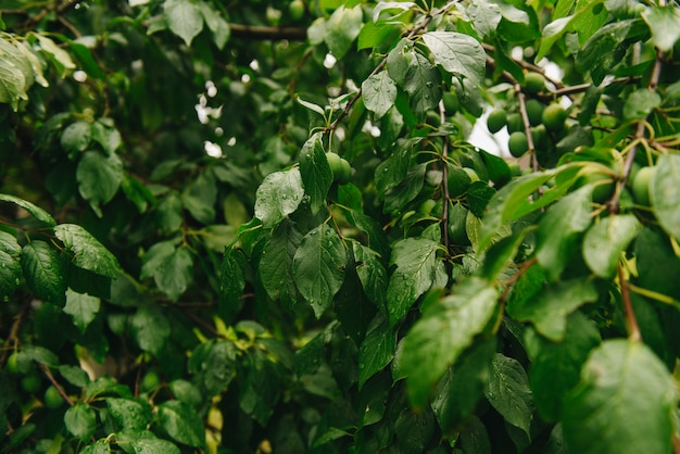 Frutos verdes de ciruelas inmaduras en la rama del árbol. Fruticultura en el huerto