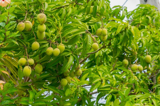 Frutos verdes da manga nos ramos da árvore de manga.