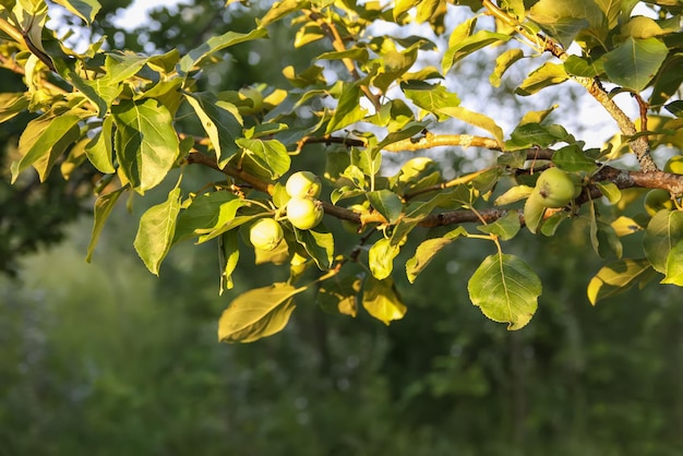 Frutos verdes de maçã verde na árvore em um dia ensolarado de verão na zona rural