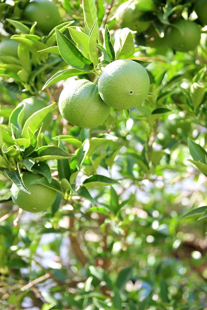 Frutos verdes y hojas del árbol de mandarina