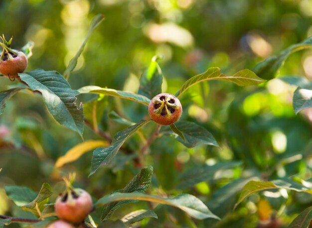 Foto frutos verdes imaturos em um ramo de uma árvore de loquat