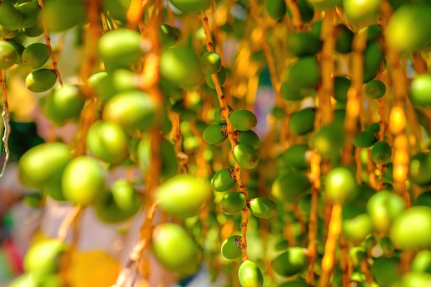 Los frutos verdes inmaduros de la palmera datilera cuelgan en un día soleado