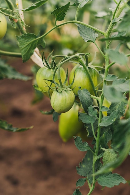 Frutos verdes jovens de tomate crescendo em uma estufa