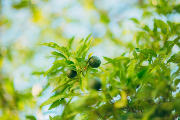 Frutos verdes de mandarina en las ramas de un árbol