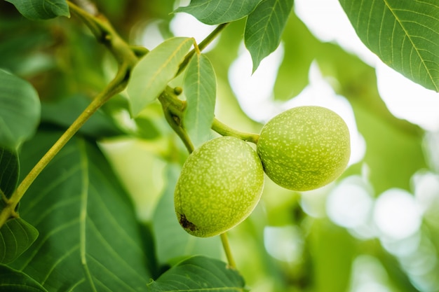 Frutos verdes de nuez en árbol