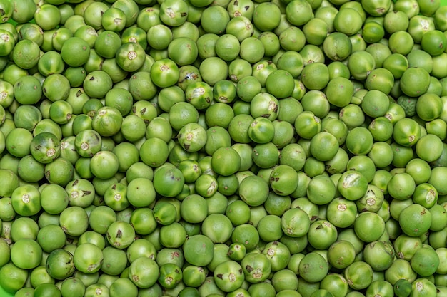 Frutos verdes pequenos do jurubeba