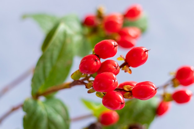 Frutos vermelhos da planta Hypericum