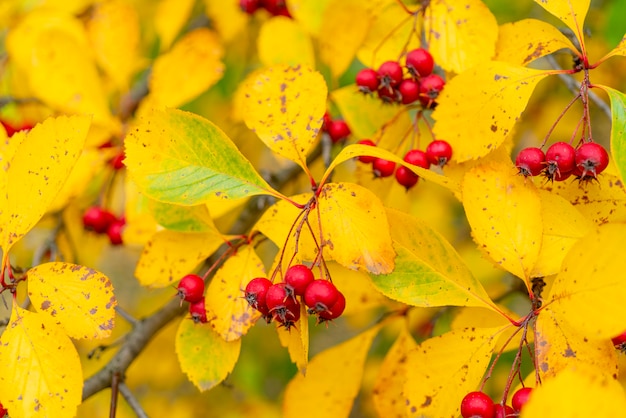 Foto frutos vermelhos de espinheiro. folhas amarelas