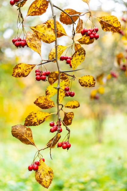 Frutos vermelhos de espinheiro. Folhas amarelas