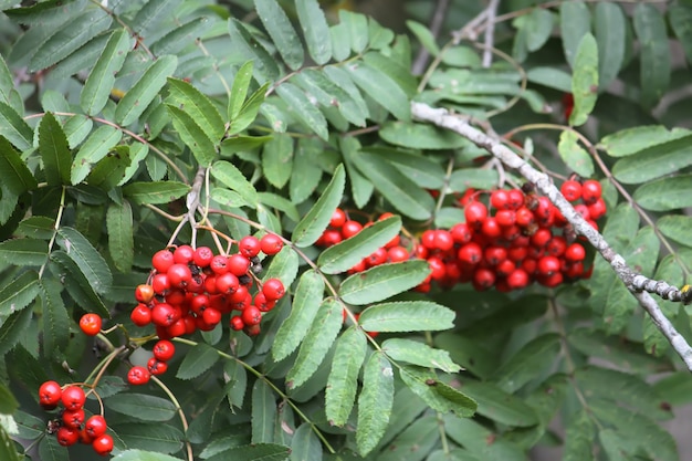 Frutos vermelhos maduros de Rowan close-up