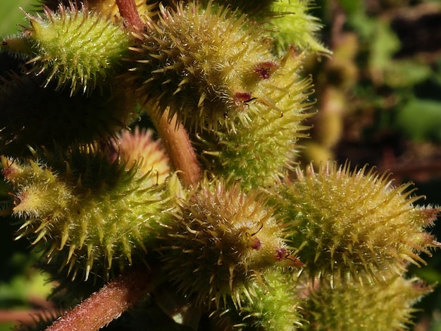 frutos de Xanthium strumarium