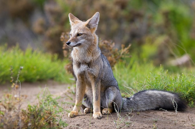 Fuchs auf dem Feld