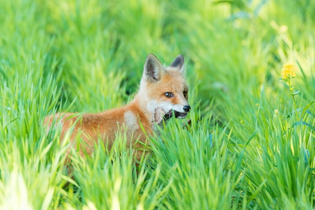 Fuchs auf dem Rasen