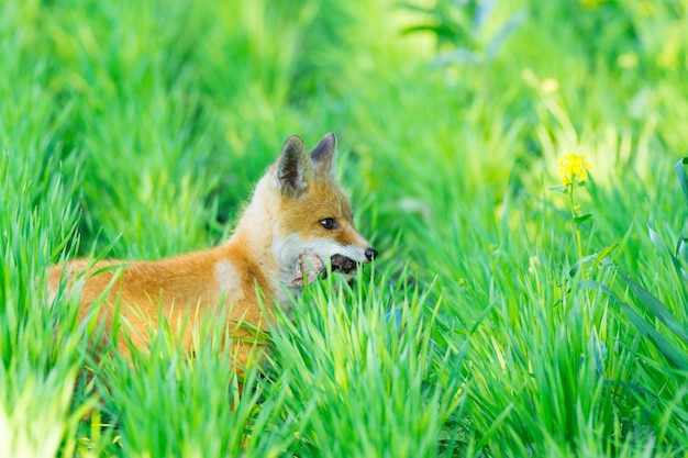Fuchs auf dem Rasen