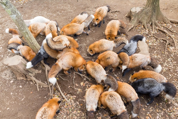 Fuchs beim gemeinsamen Essen