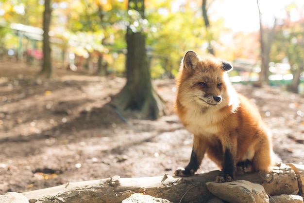 Fuchs in der Natur