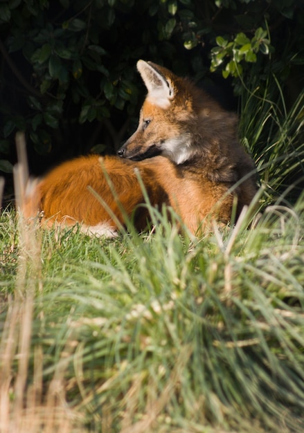 Foto fuchs läuft auf dem feld