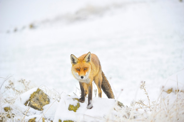 Fuchs schnüffelt in voller Freiheit, im verschneiten Feld.