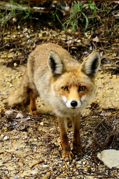 Fuchs schnüffelt in voller Freiheit misstrauisch und gerissen