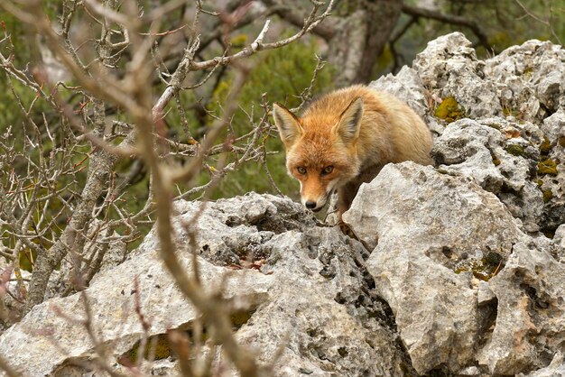 Fuchs schnüffelt in voller Freiheit misstrauisch und gerissen