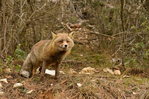 Fuchs schnüffelt in voller Freiheit misstrauisch und gerissen