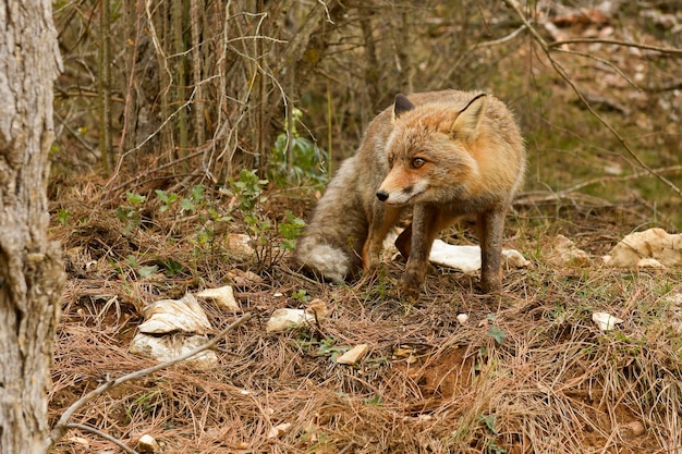 Fuchs schnüffelt in voller Freiheit misstrauisch und gerissen