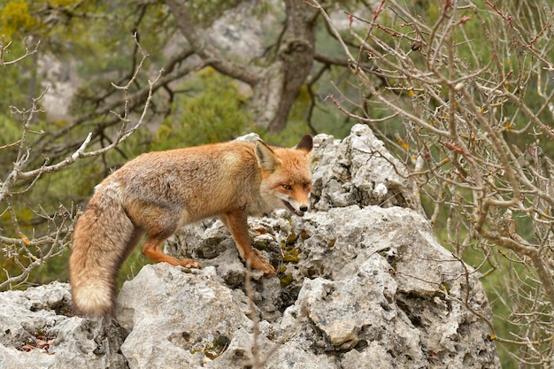 Fuchs schnüffelt in voller Freiheit misstrauisch und gerissen