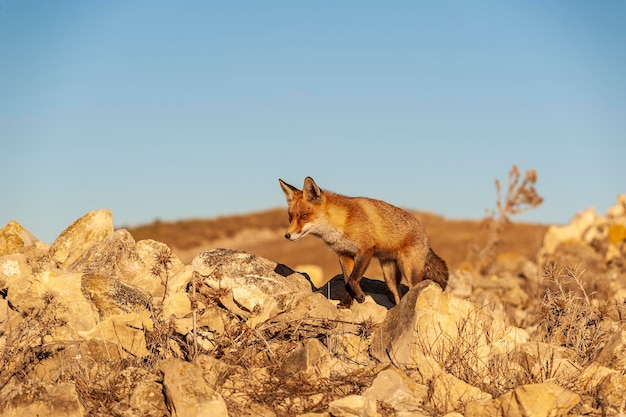 Fuchs schnüffelt in voller Freiheit misstrauisch und gerissen